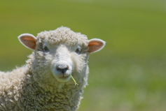 How to raise sheep